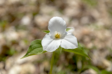 Fototapeta premium Trillium, Official Flower of Province of Ontario, Canada