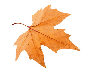 Dry maple leaf with pincers on white background
