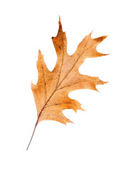 Dry leaf on white background