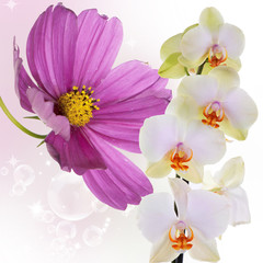 Beautiful exotic flower background