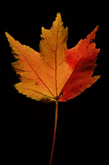 Fall Leaf Portrait 27 Incredible Studio Detail on Black