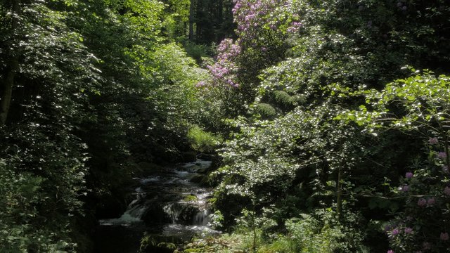 Forest creek stream flowing water