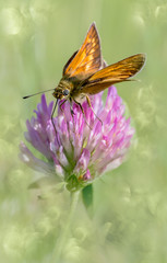 Dickkopffalter auf Kleebl&uuml;te