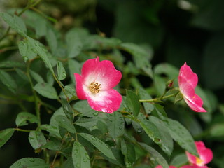 雨に濡れるバラ