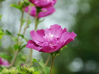優美なシャクナゲ