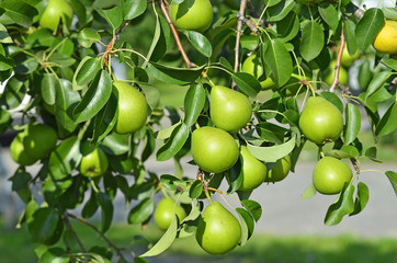 Green pear on the branch
