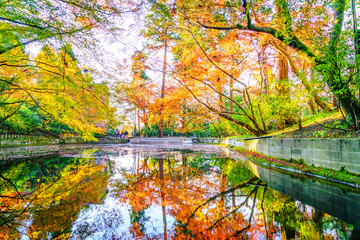 Autumn forest with river
