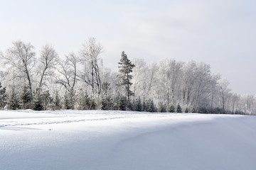 Obraz premium Winter forest