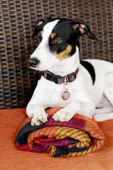 dog sitting on the couch  selective focus