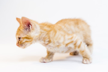 Feline in the Bright Studio Setting