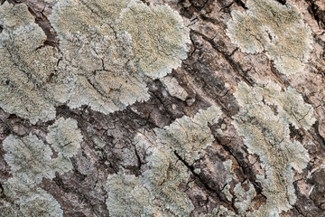  the surface of the bark.