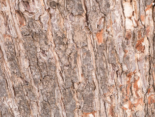  the surface of the bark.