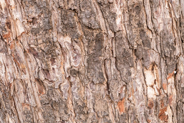  the surface of the bark.
