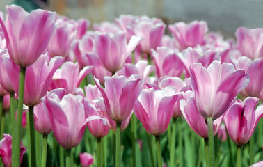 Fototapeta premium Tulips field meadow
