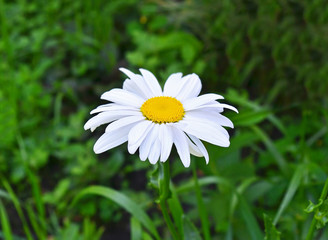 Camomile flower, DOF