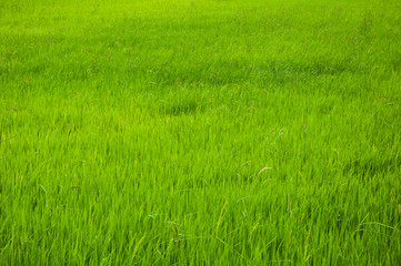 green rice field in suburban