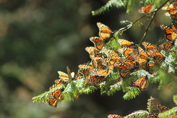 Naklejka premium Mariposas monarca en México