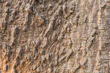  the surface of the bark.