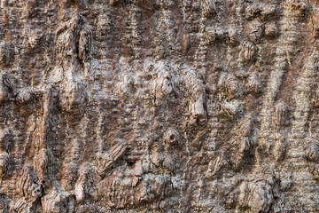  the surface of the bark.