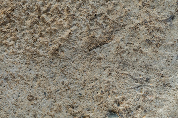 the old concrete wall.