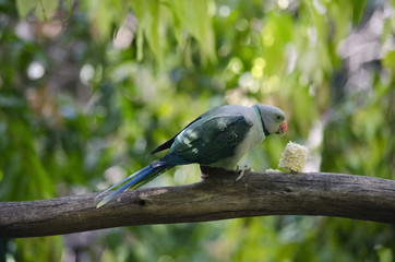 malabar parrot