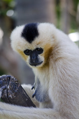 white faced gibbon