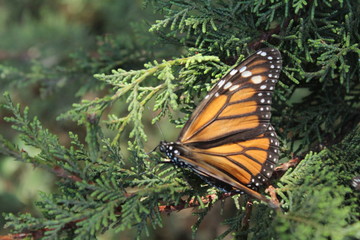 Mariposa Monarca en México