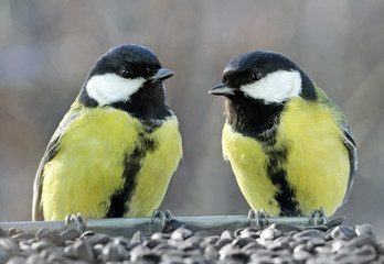 Two Great Tits