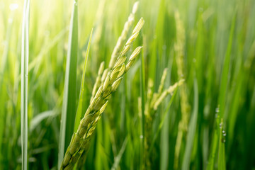 Close up of green paddy rice.