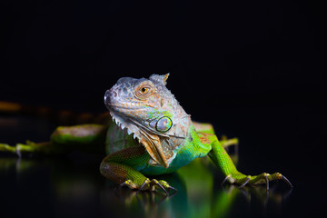 Green Iguana is on a black background