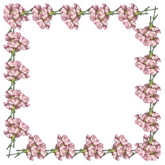 Carnation flower on a white background. Isolated 