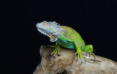 Beautiful green iguana sits on a tree