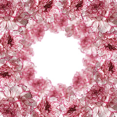Carnation flower on a white background. Isolated 