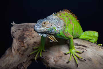 Beautiful green iguana sits on a tree