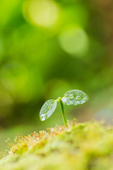 双葉としずく　エコイメージ