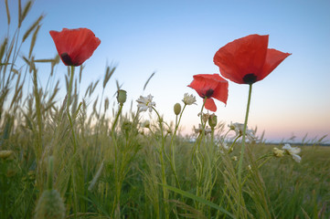 Obraz premium flowers