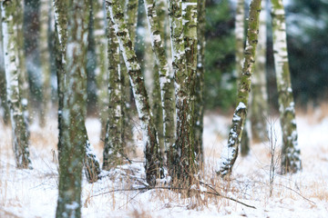 forest winter