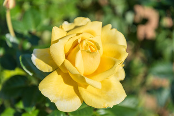 Yellow rose in a garden