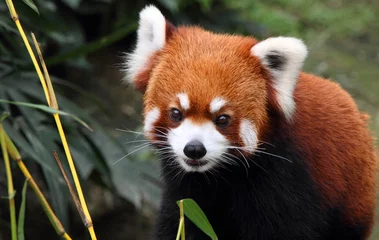 Crédence de cuisine en verre imprimé Panda lovely red panda in Hong Kong