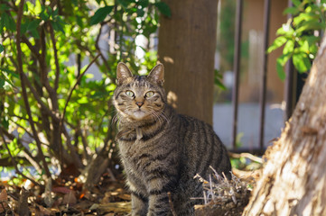 かわいい猫