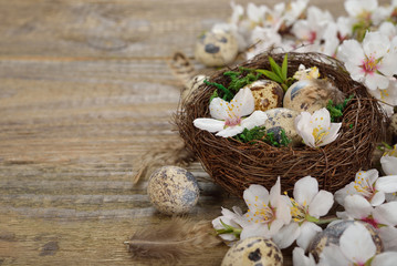 Obraz na płótnie Canvas Quail eggs in a nest