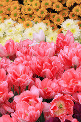 blooming flowers in spring