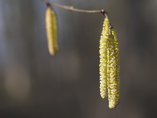 Haselnusskätzchen im Frühling - Harte Zeiten für Pollenallergiker