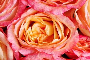 Closeup on a pink and orange rose