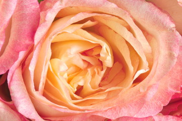 Closeup on a pink and orange rose
