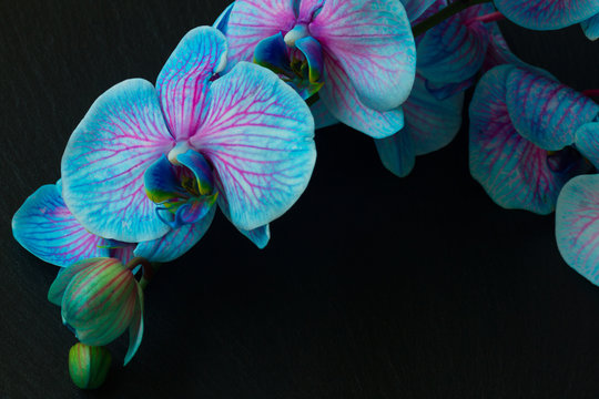Fototapeta Kilka fioletowych storczyków