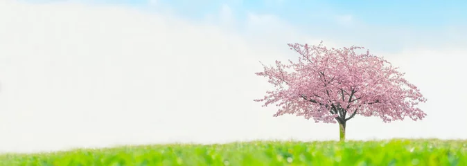 Photo sur Plexiglas Fleur de cerisier Fleurs de cerisier