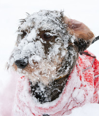 Bassotto sulla neve
