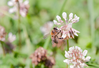 bee on clover