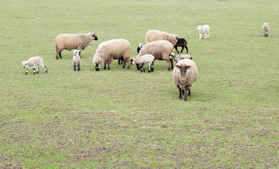 Obraz premium dutch sheep